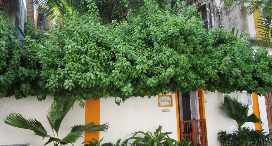 Coloniale Heritage Guest House, Pondicherry 1